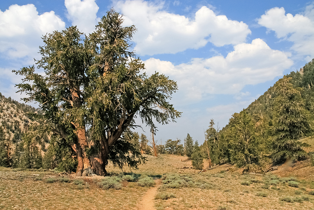 07-10 - 12.JPG - Ancient Bristecone Pine National Monument, CA
